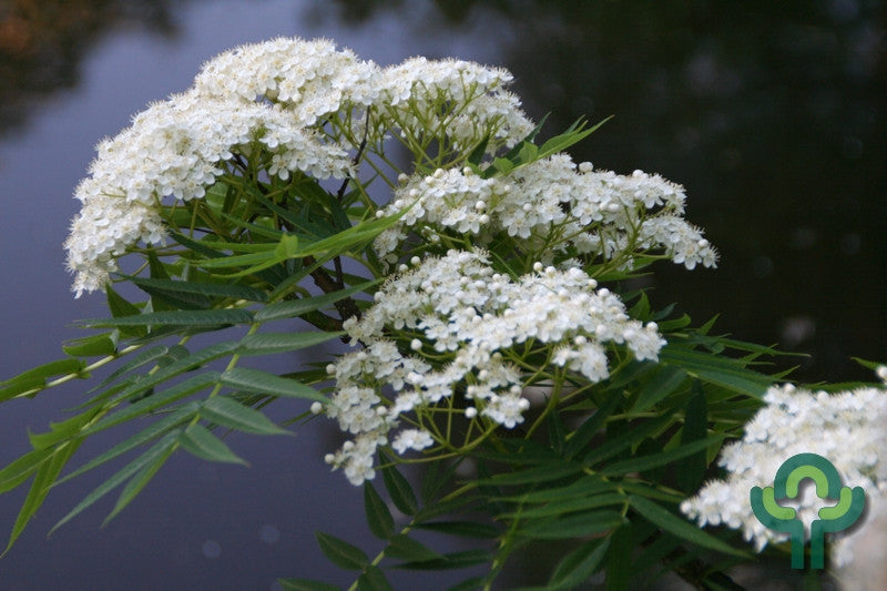 Sorbus 'Dodong'