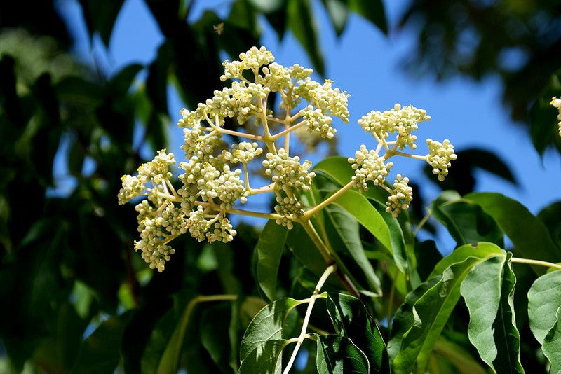 Tetradium daniellii