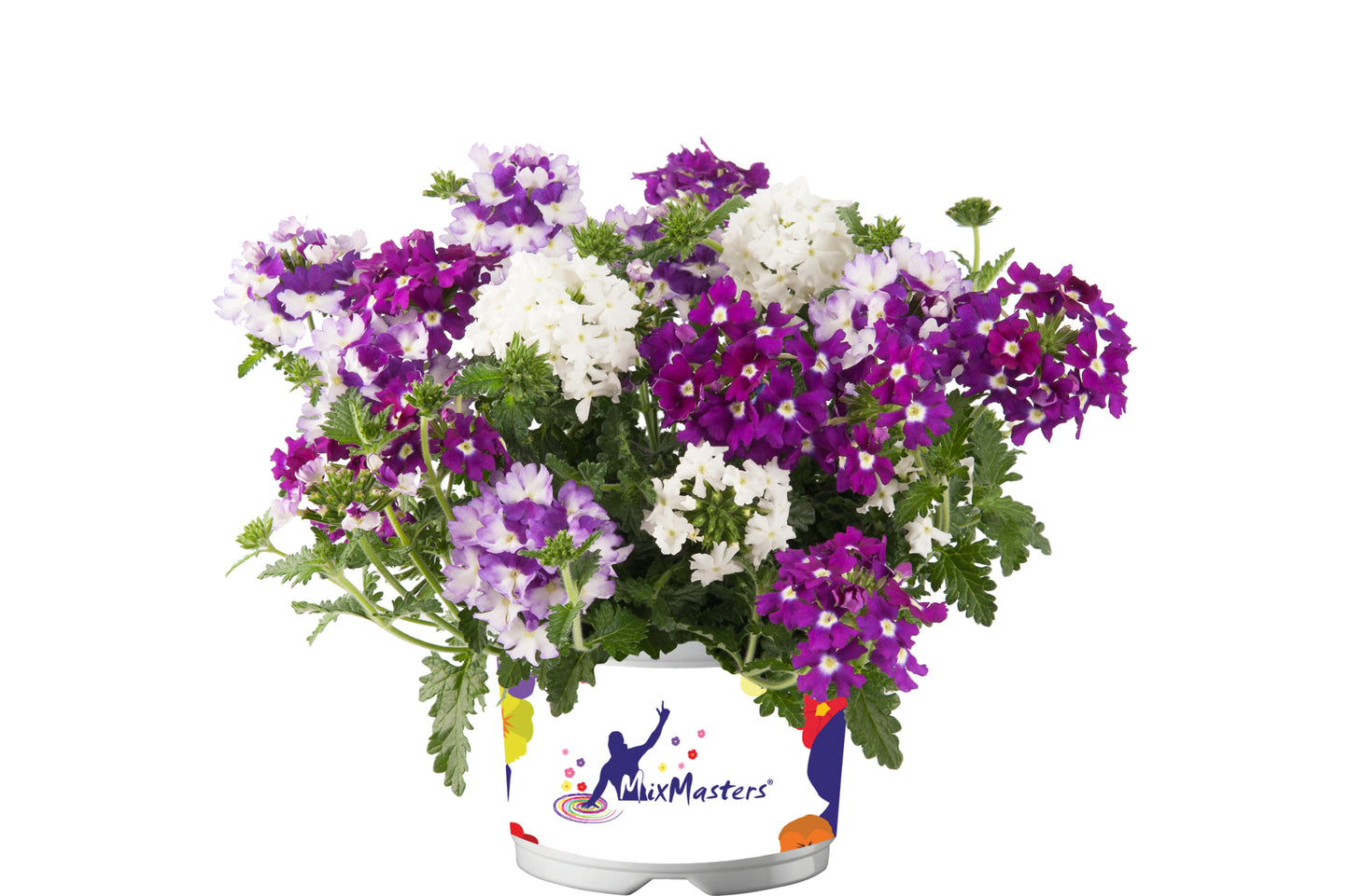 Verbena Mix Master