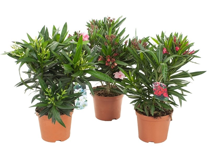 Oleander (Nerium oleander)