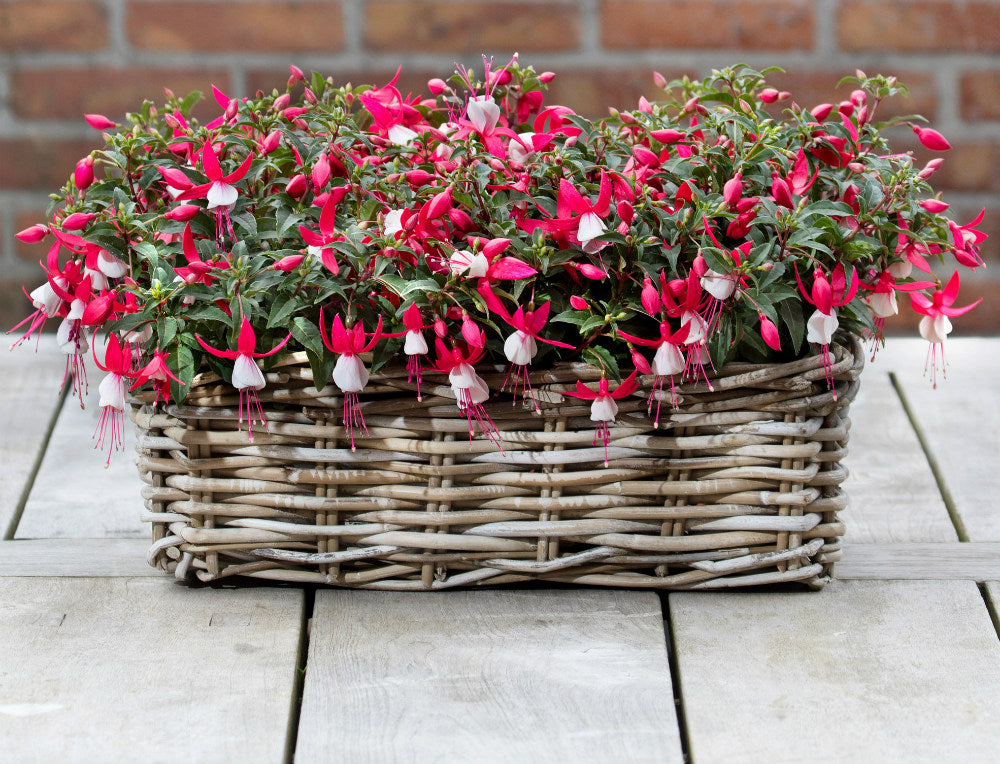 Fuchsia stehend