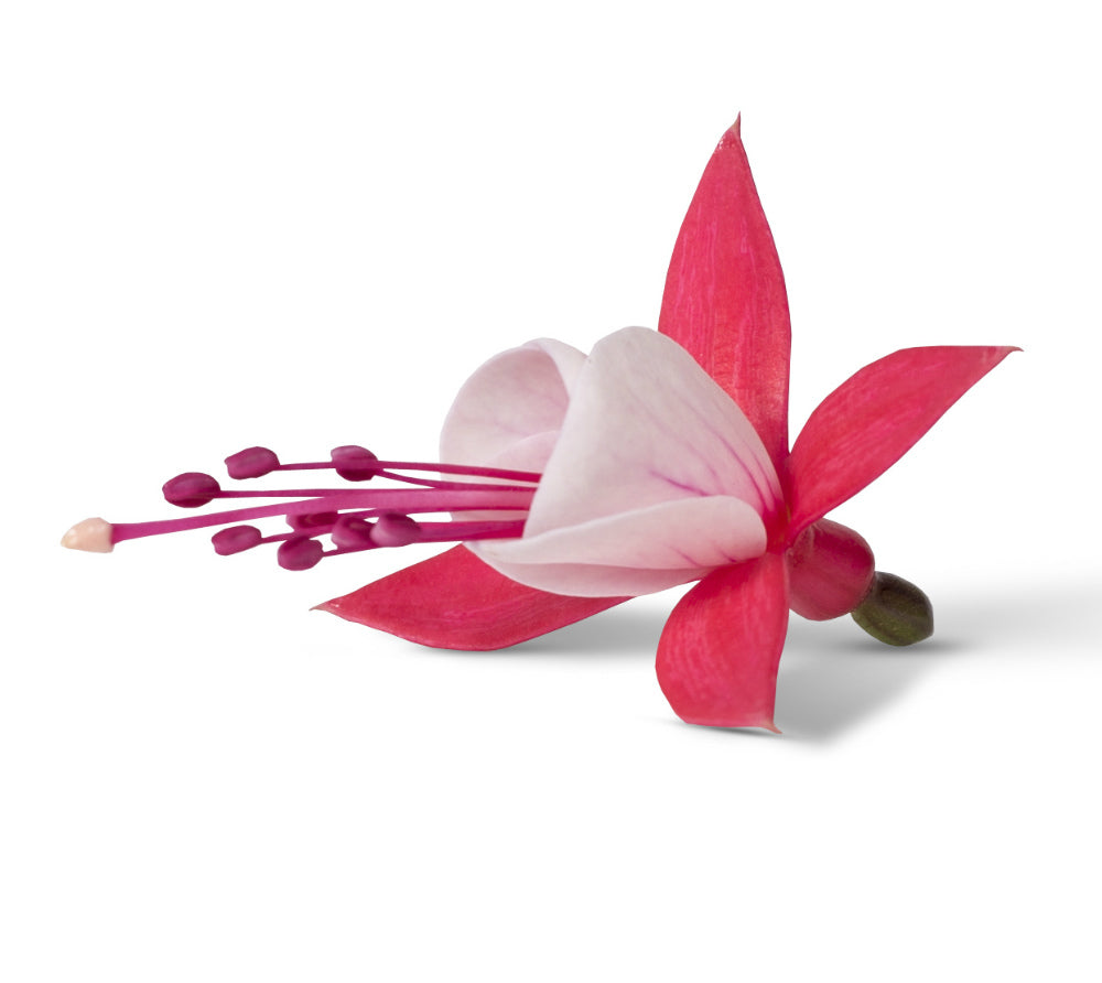 Fuchsia stehend
