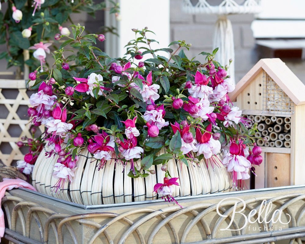 Fuchsia hang