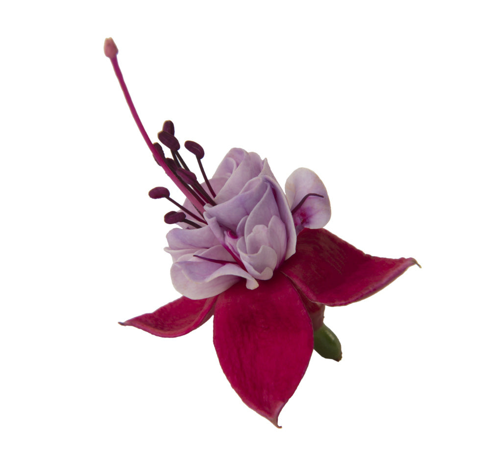 Fuchsia hang
