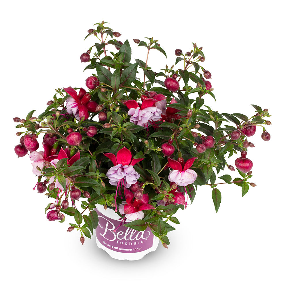 Fuchsia hang
