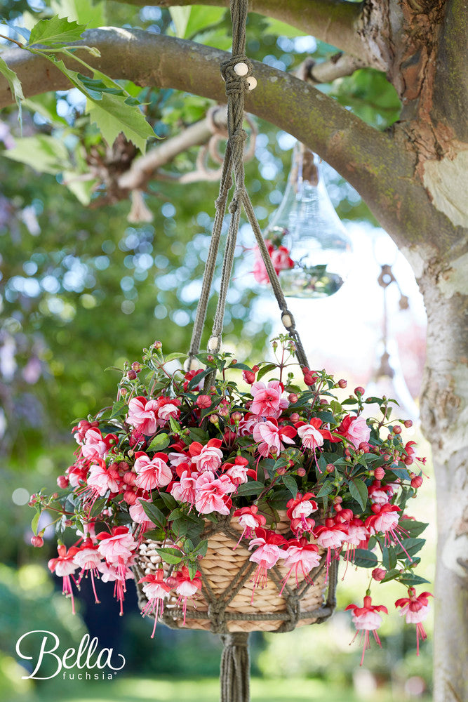 Fuchsia hang