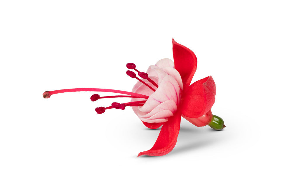 Fuchsia hang