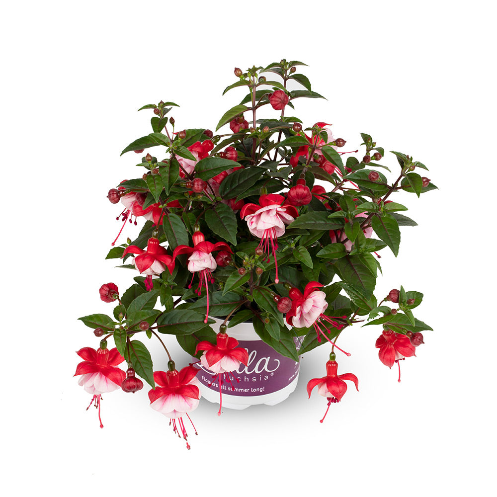 Fuchsia hang
