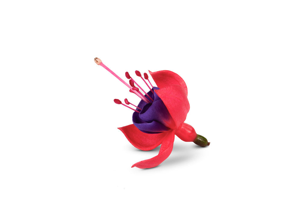 Fuchsia hang