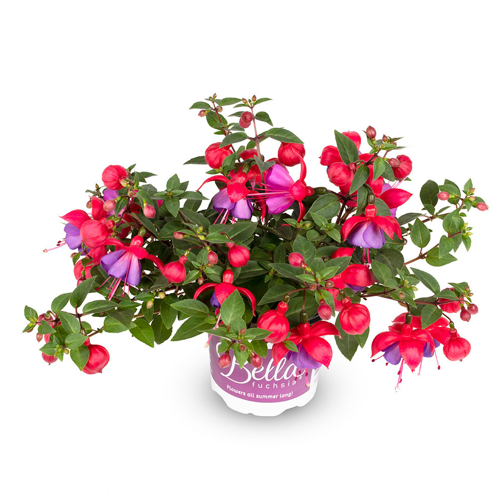 Fuchsia hang
