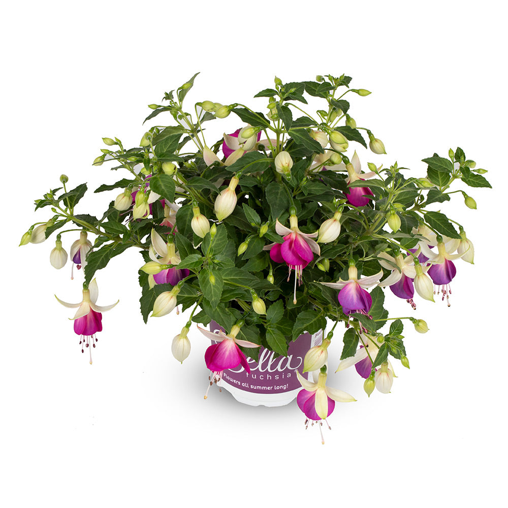 Fuchsia hang