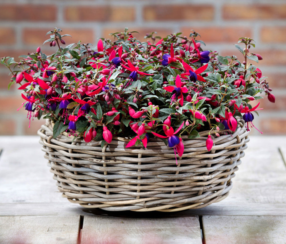 Fuchsia stehend