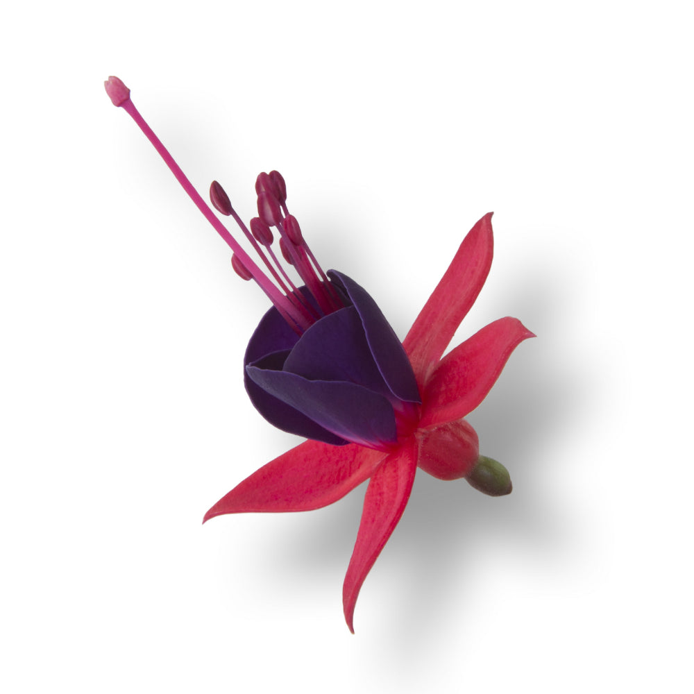 Fuchsia stehend