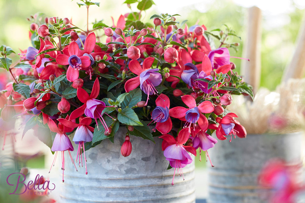 Fuchsia stehend
