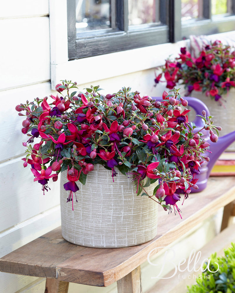 Fuchsia stehend