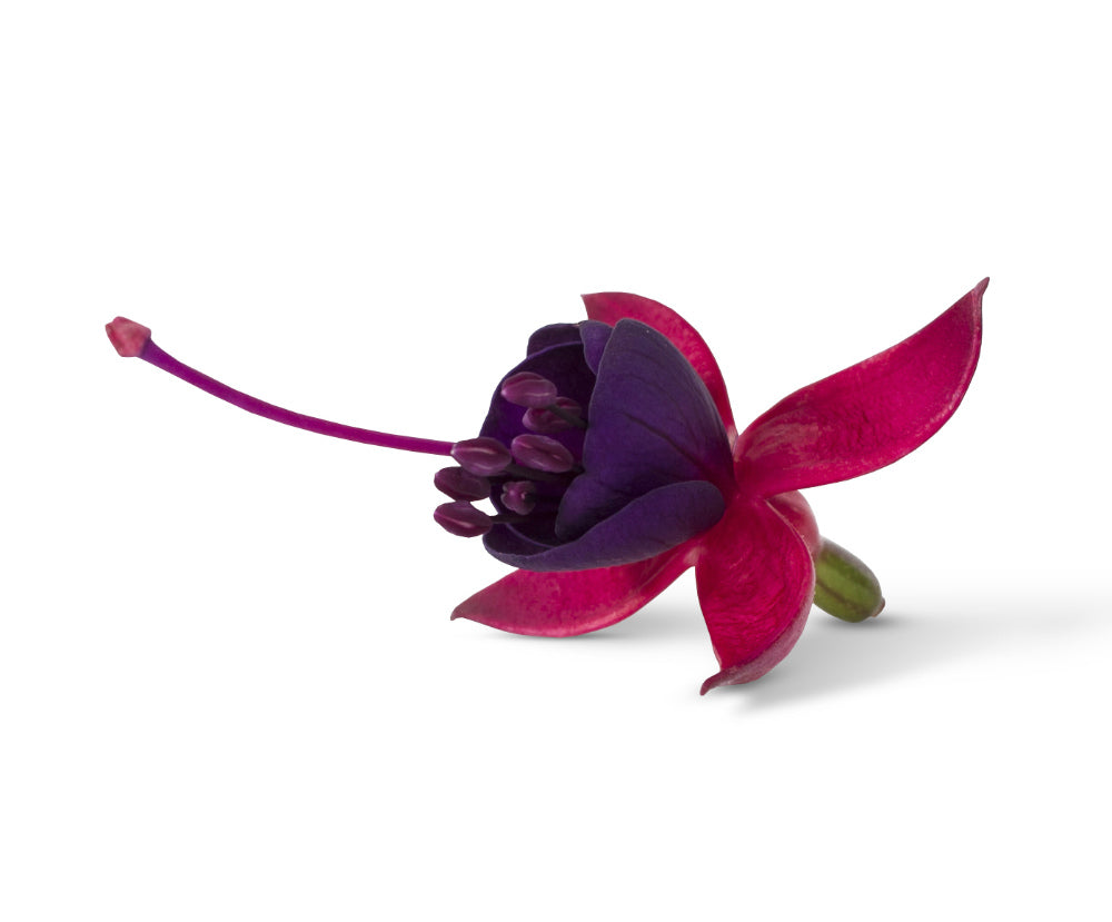 Fuchsia stehend