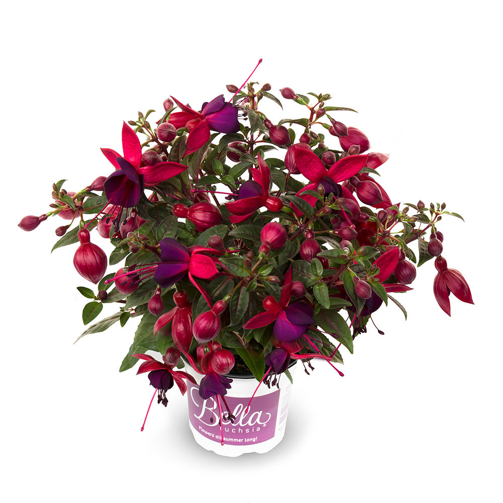 Fuchsia stehend