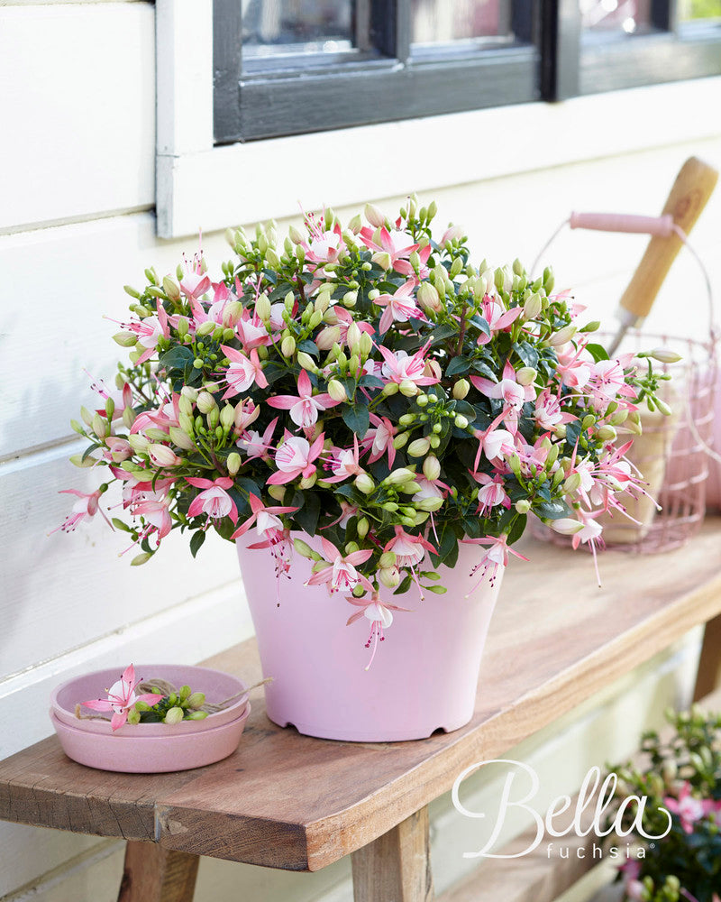 Fuchsia hang