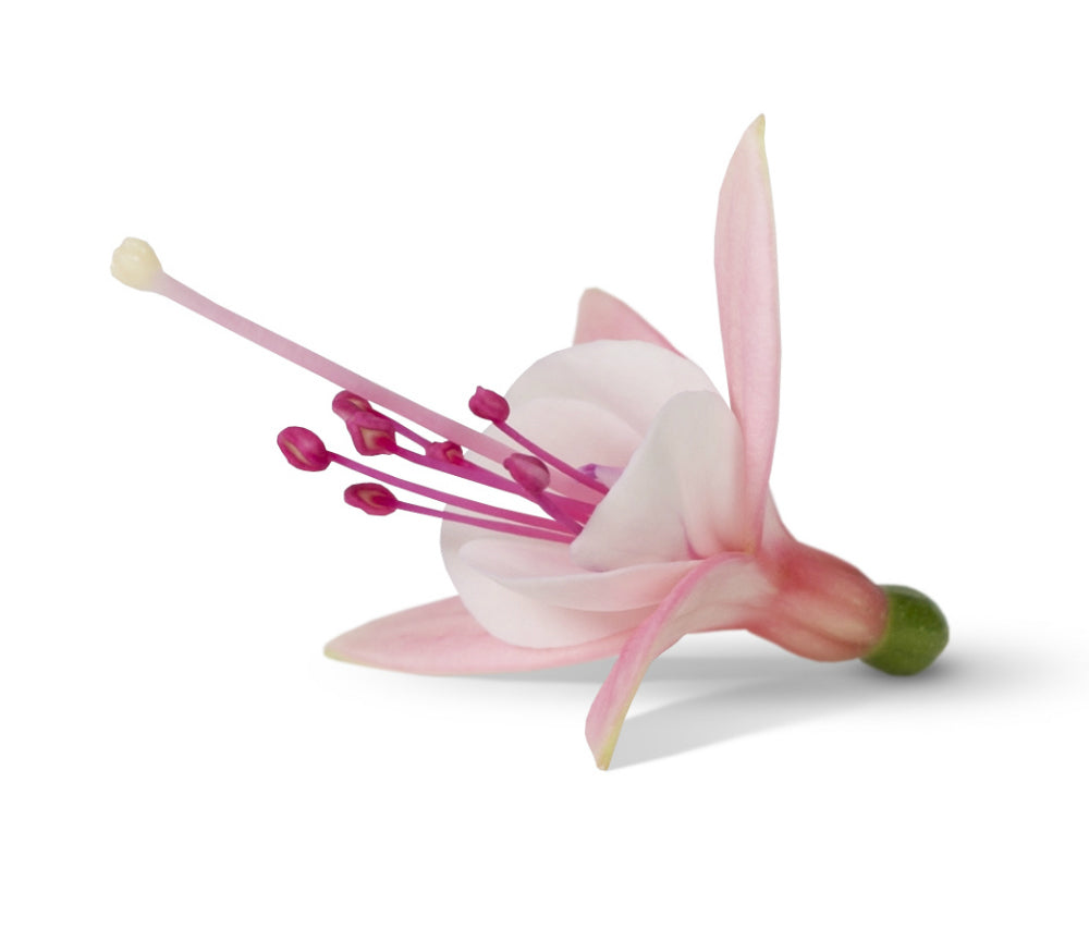 Fuchsia hang