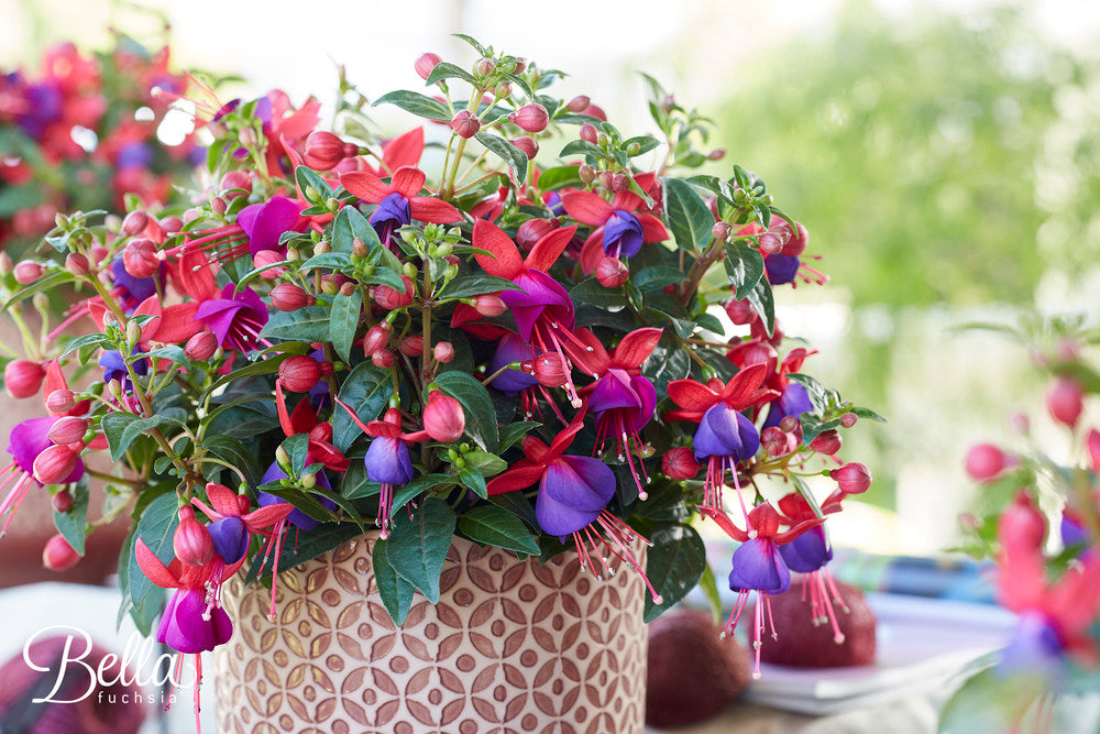 Fuchsia stehend