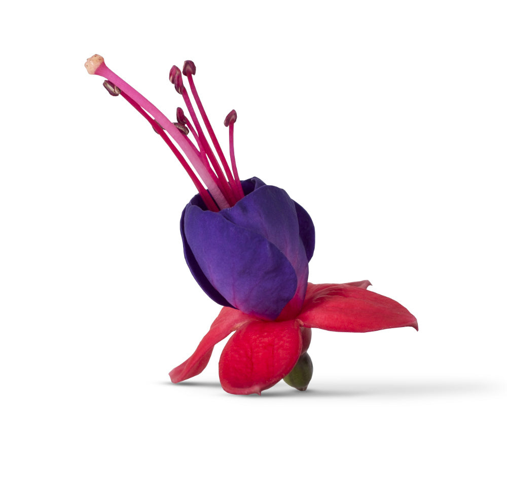 Fuchsia stehend