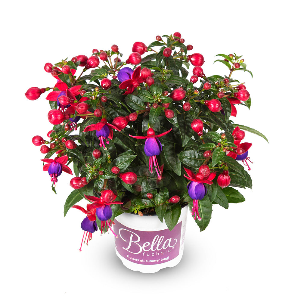 Fuchsia stehend