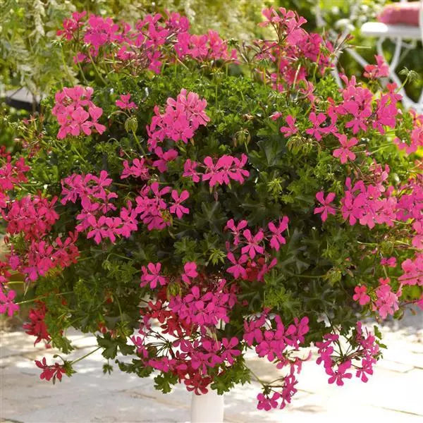 Geranium hang