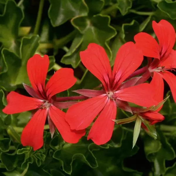Geranium hang