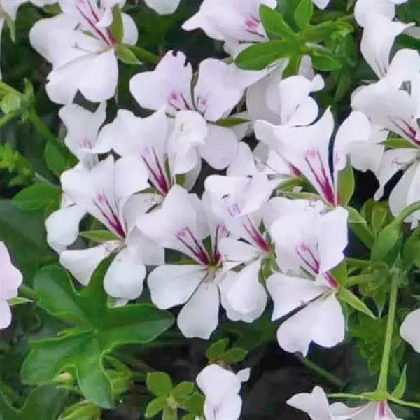 Geranium hang