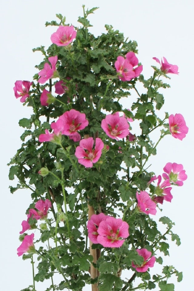 Anisodontea
