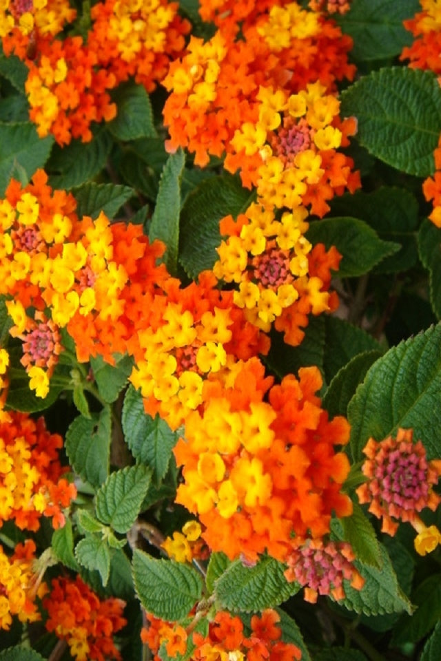 Lantana am Stiel