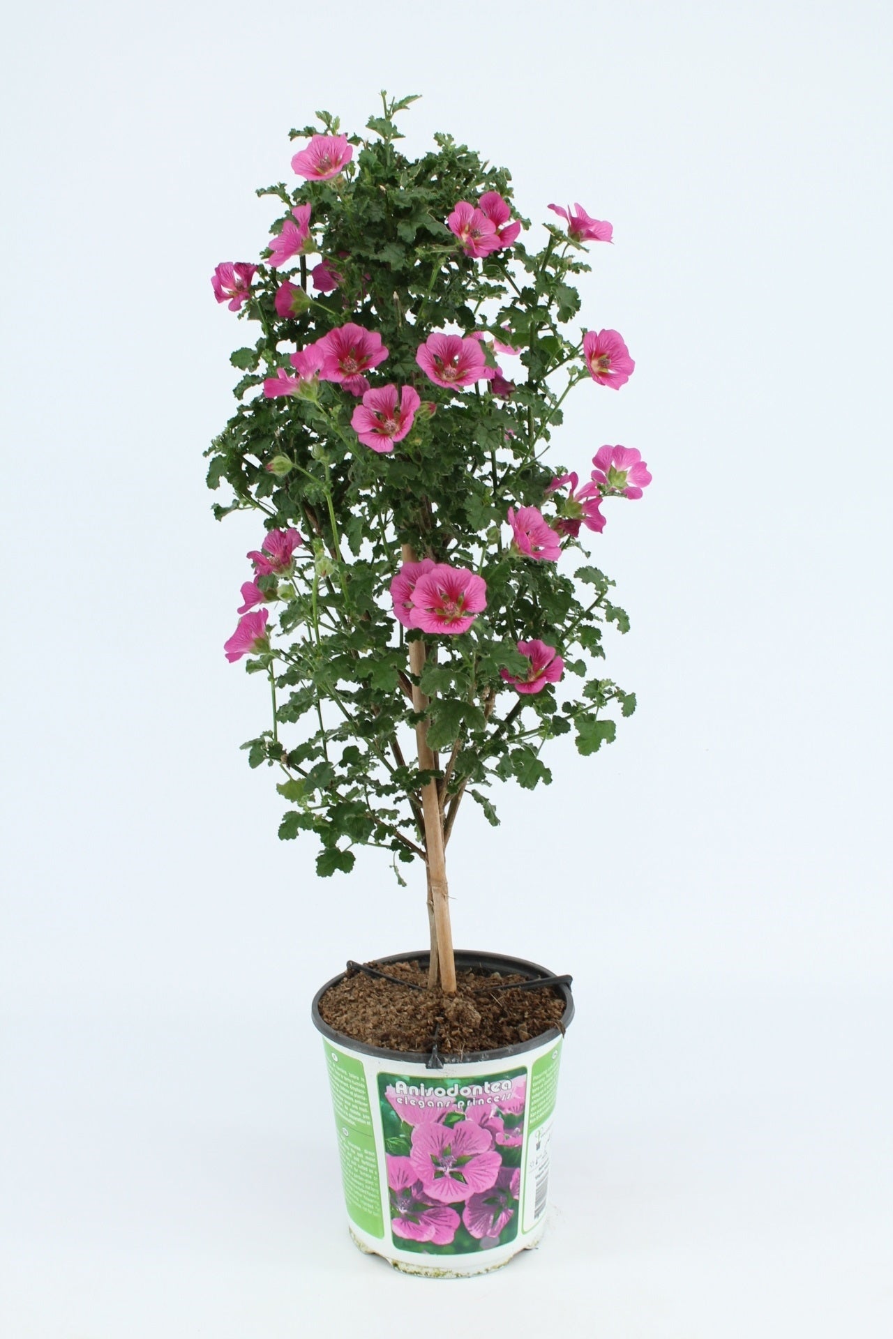 Anisodontea