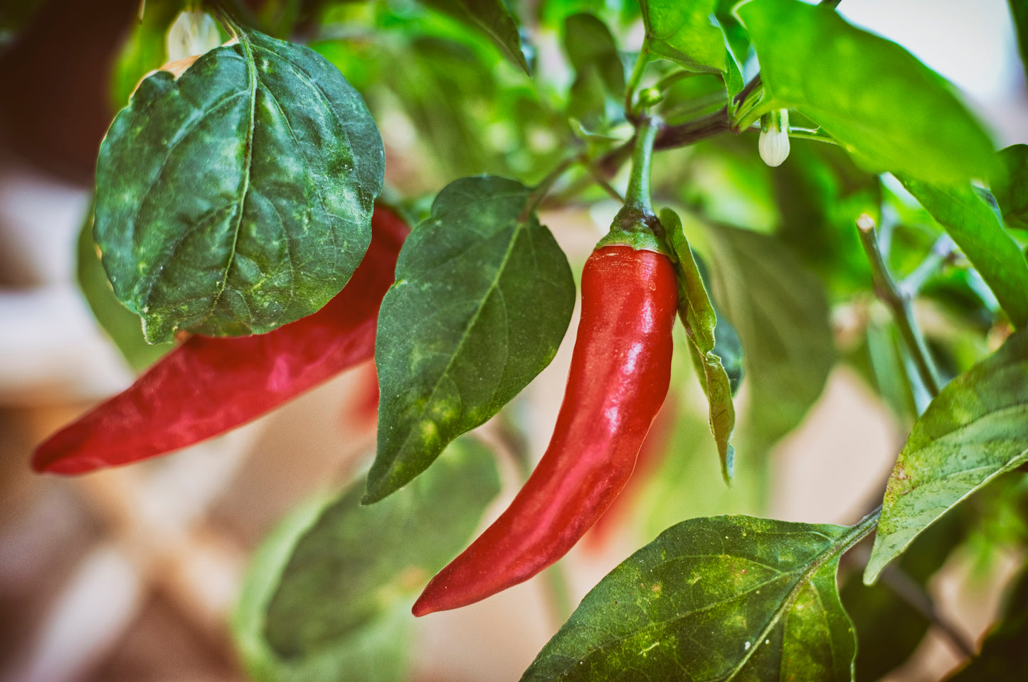 Spaanse peper plant