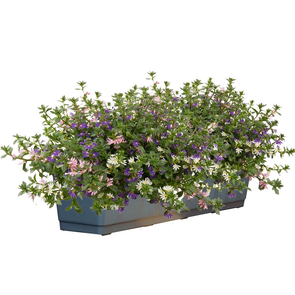Scaevola Mix Master
