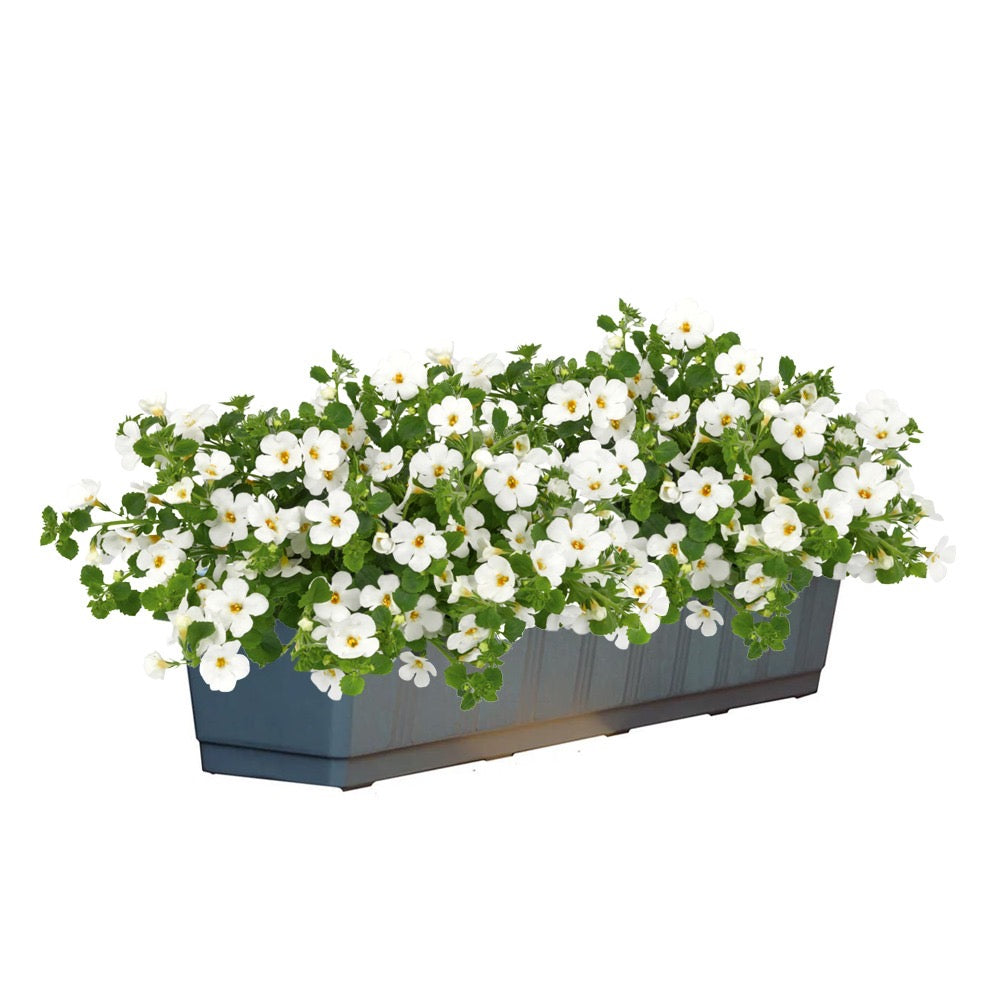 Bacopa