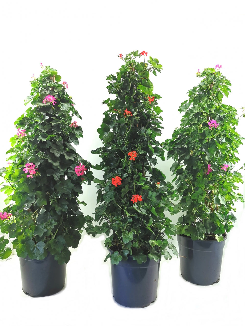 Pelargonienpyramide