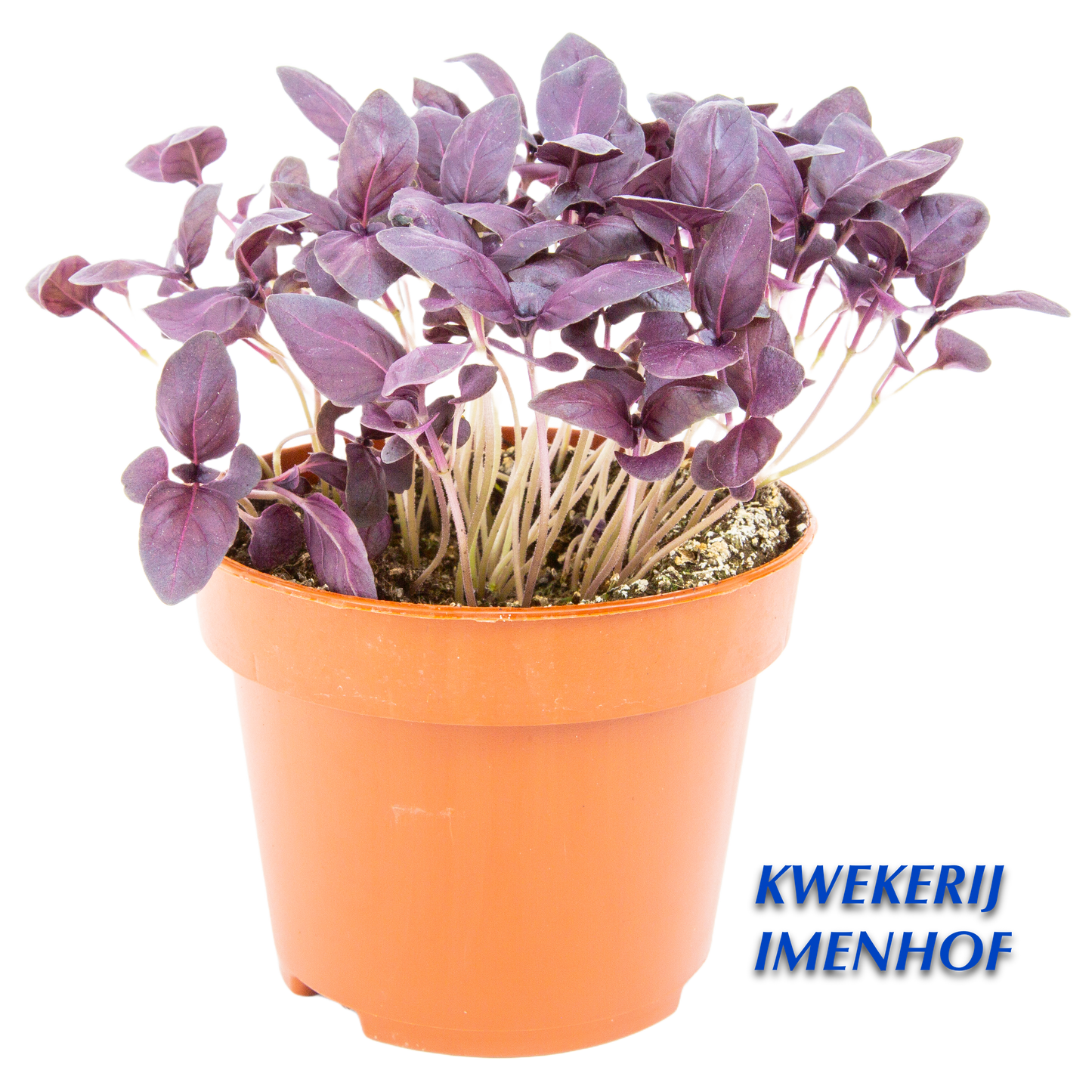 Biologische Basilicum
