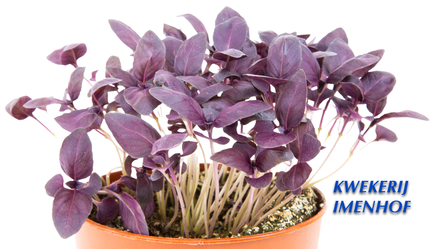 Biologische Basilicum