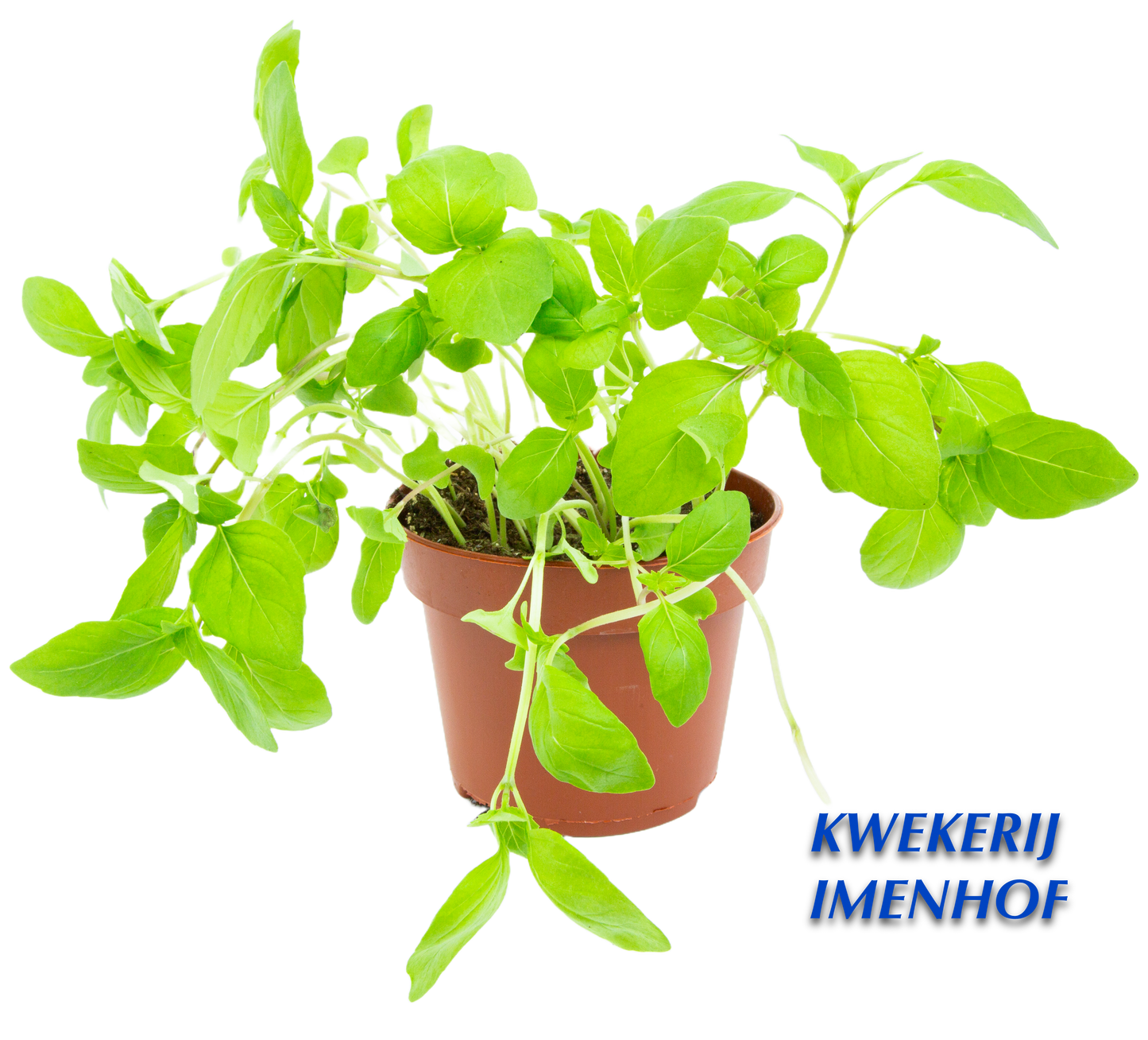 Biologische Basilicum