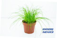 Bieslook plant
