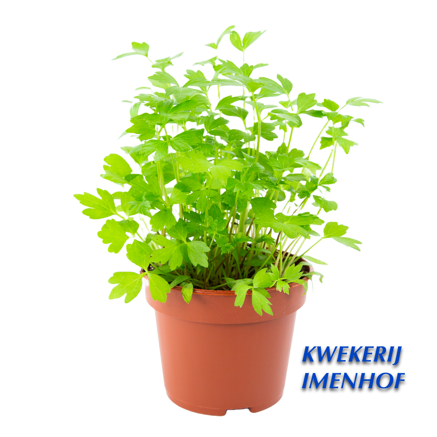 Maggiplant & kruid