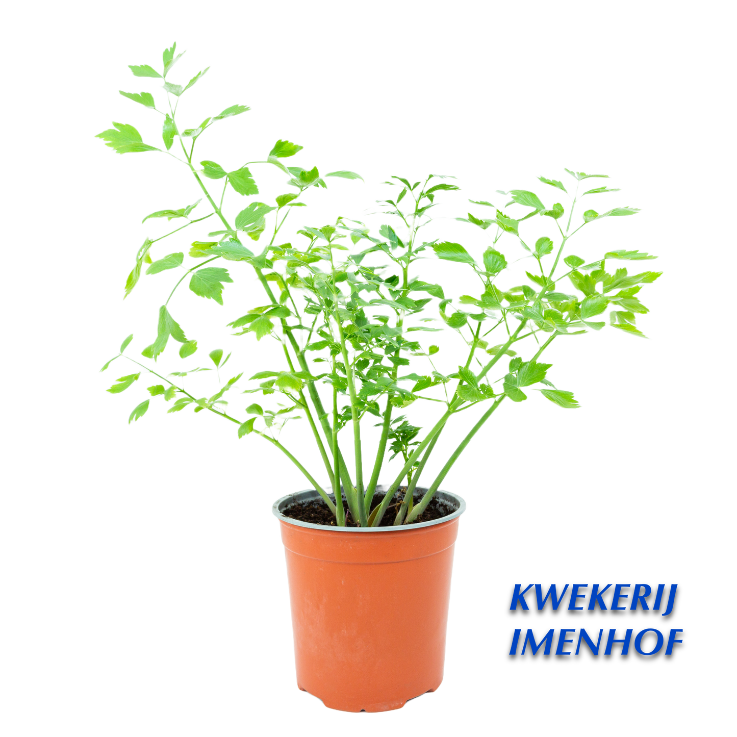 Maggiplant & kruid