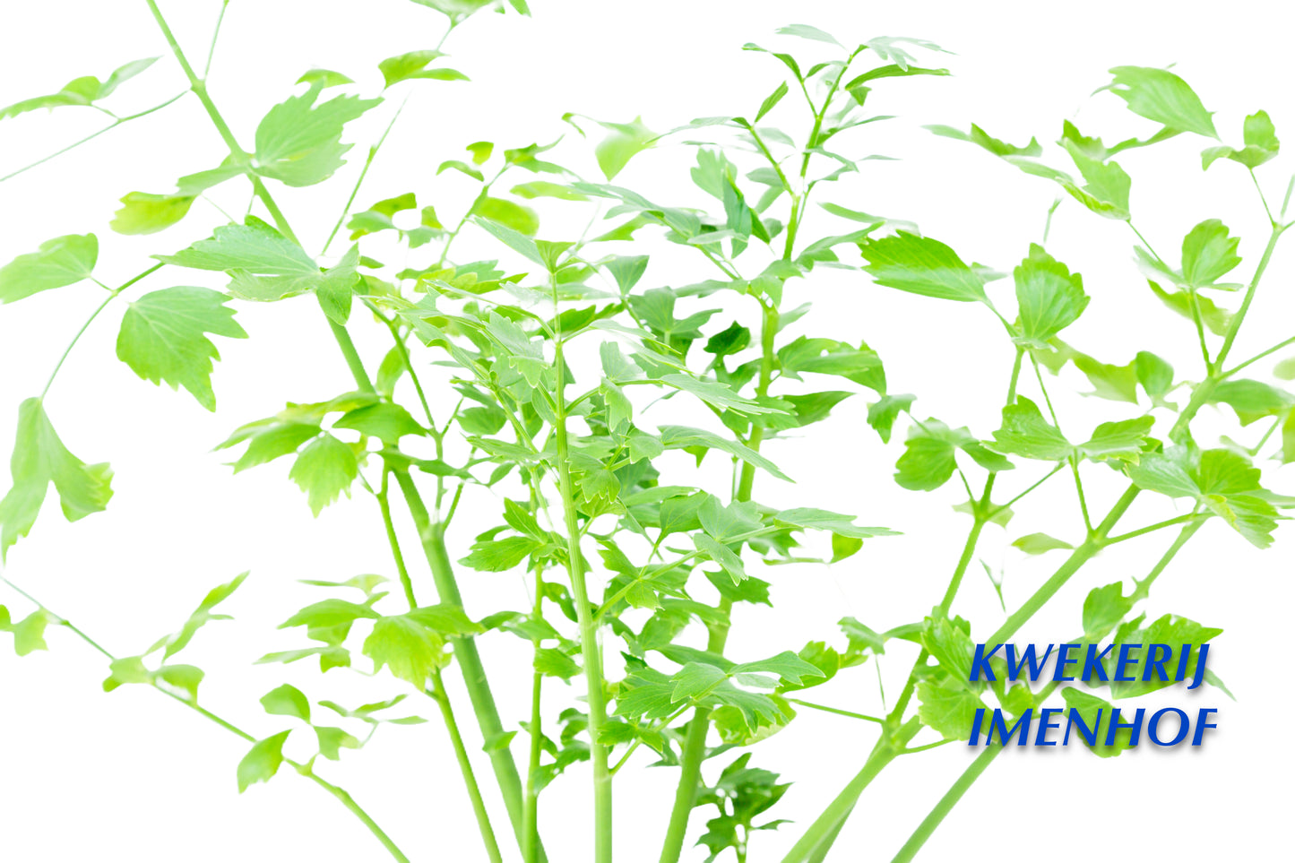 Maggiplant & kruid