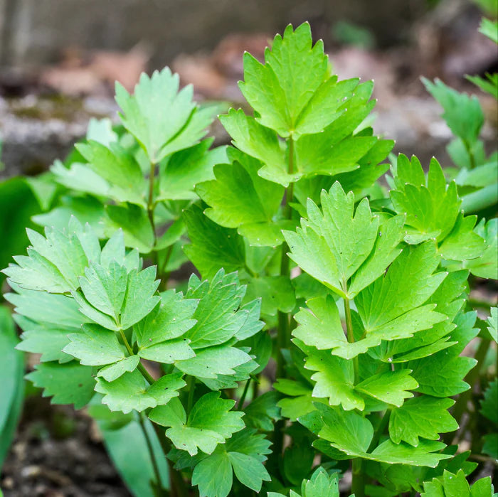 Maggiplant & kruid