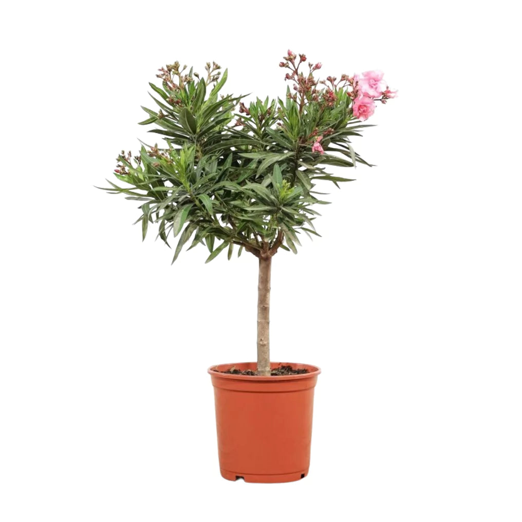 Oleander (Nerium oleander)