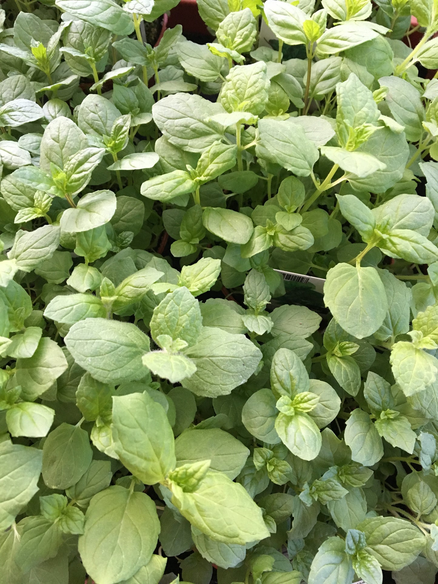 Peppermunt plant