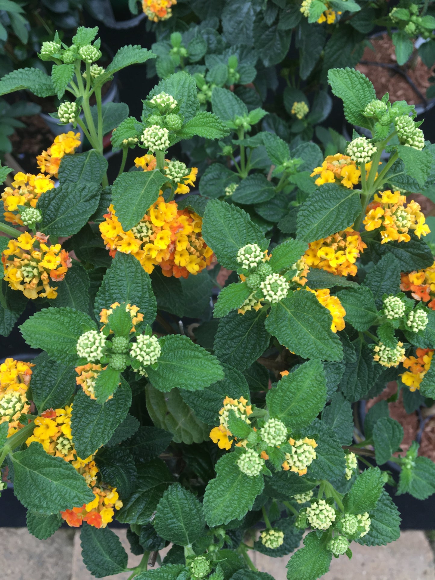 Lantana am Stiel