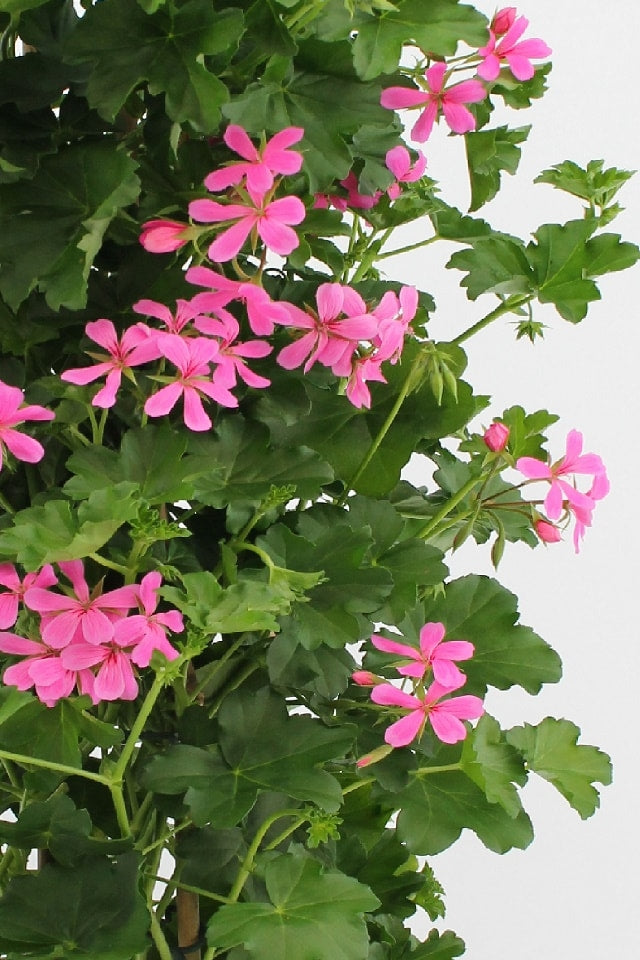 Pelargonienpyramide