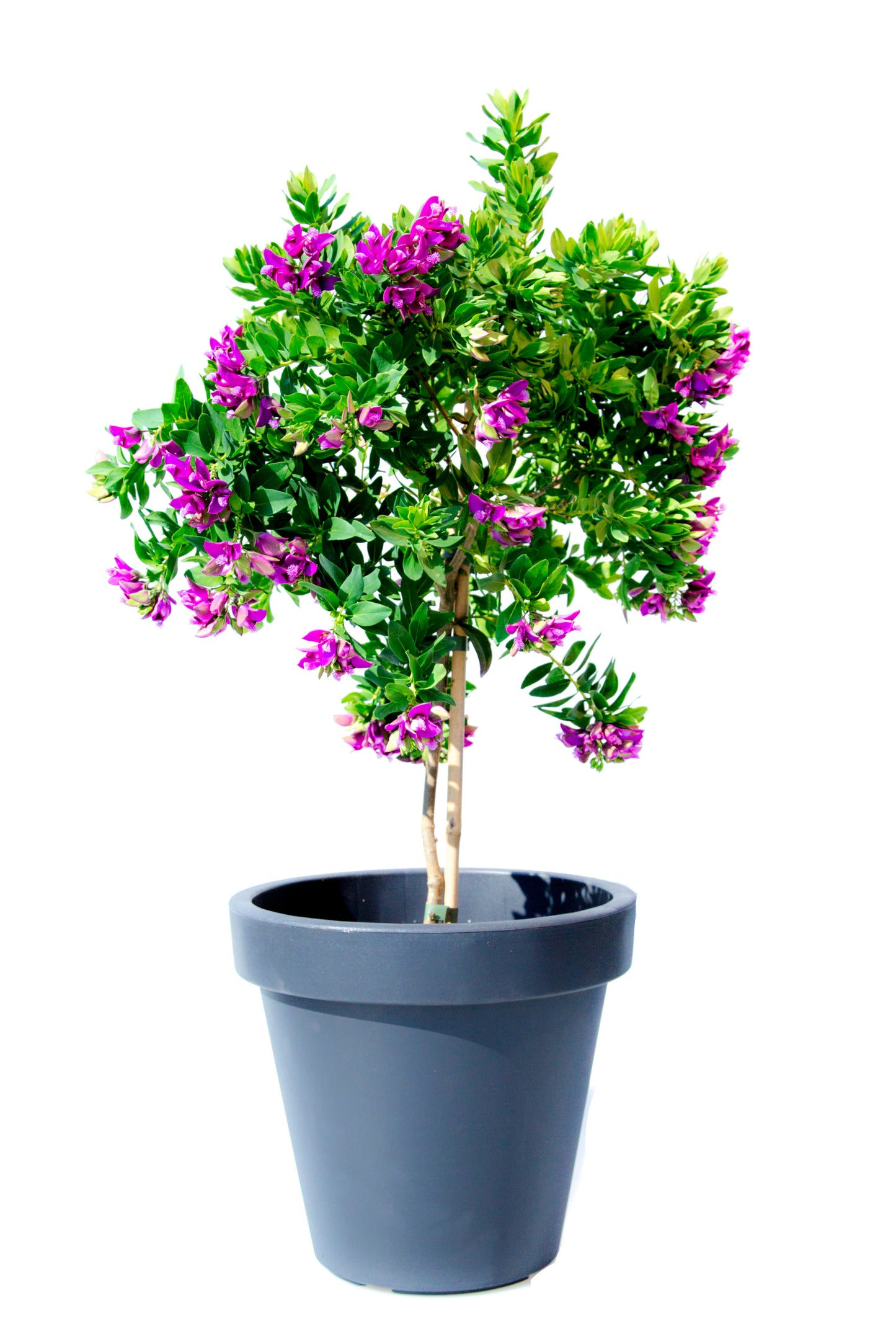 Polygala auf Stam