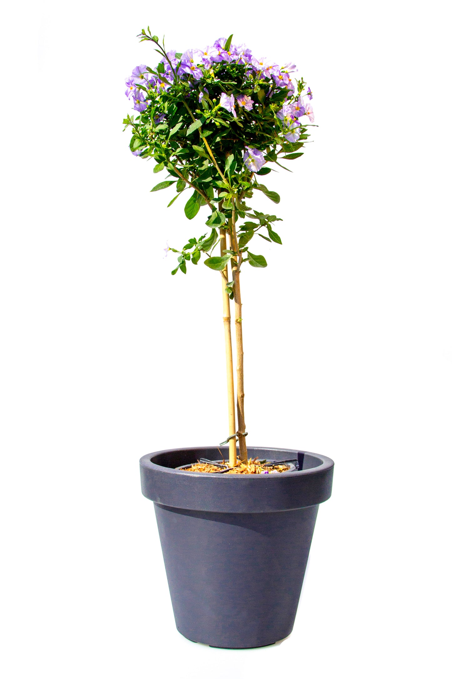 Solanum op Stam